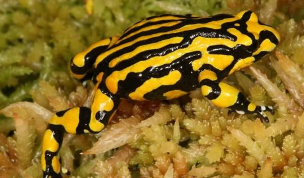 Ranas venenosas: tipos y cómo atacan - Rana corroboree (Pseudophryne corroboree)