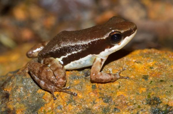 Ranas venenosas: tipos y cómo atacan - Rana cohete (Colostethus spp.)