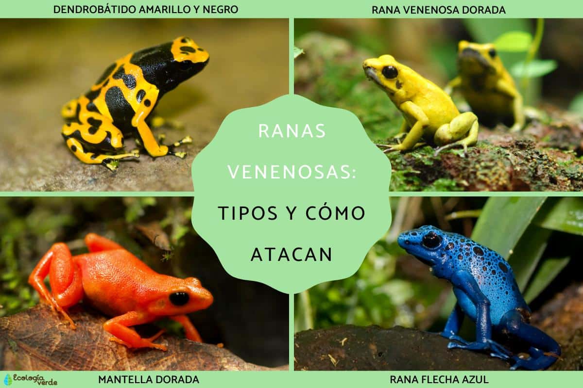 Grenouilles venimeuses : types et modes d'attaque
