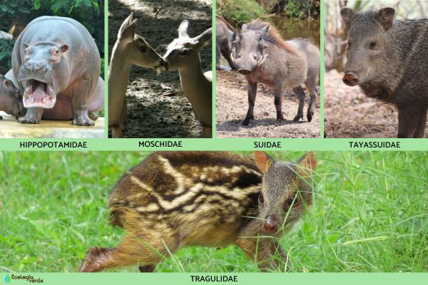 Artiodáctilos: qué son, características y ejemplos -