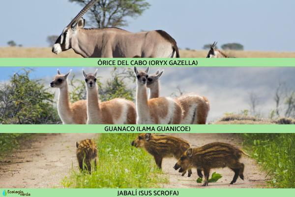 Artiodáctilos: qué son, características y ejemplos - Ejemplos de artiodáctilos