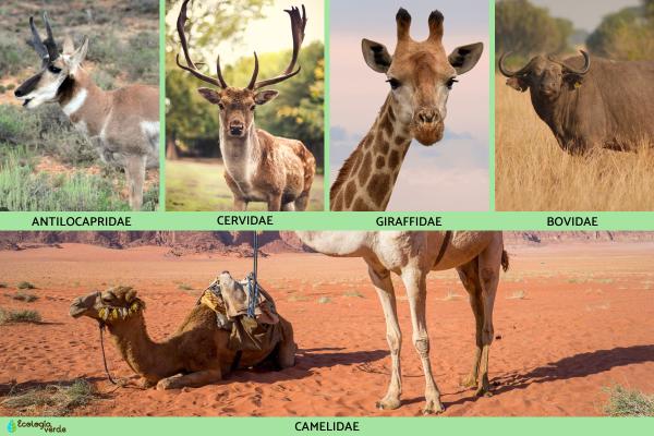 Artiodáctilos: qué son, características y ejemplos - Clasificación de los animales artiodactilos