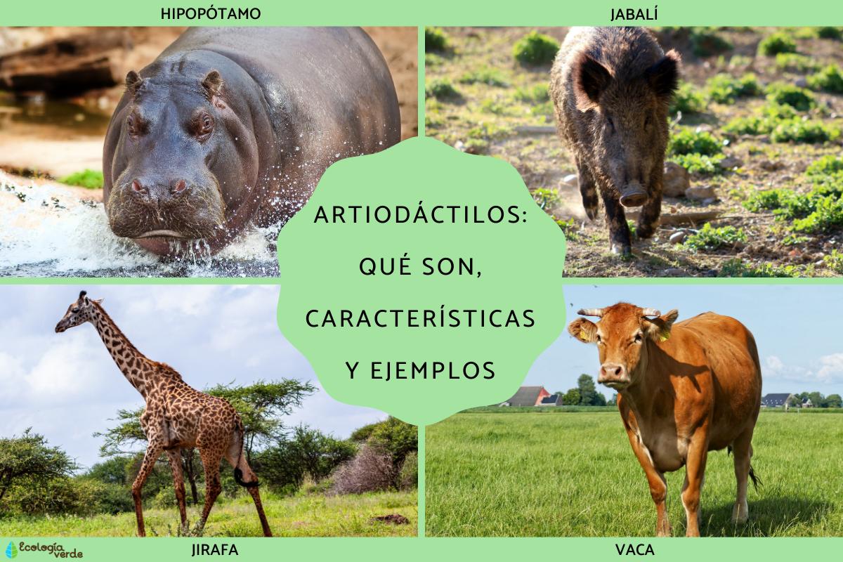 Artiodactyles : définition, caractéristiques et exemples