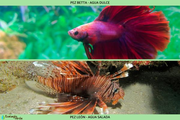 Peces óseos: características y ejemplos - Hábitat de los peces óseos