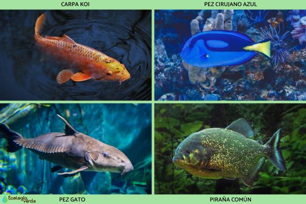 Peces óseos: características y ejemplos - Ejemplos de peces óseos