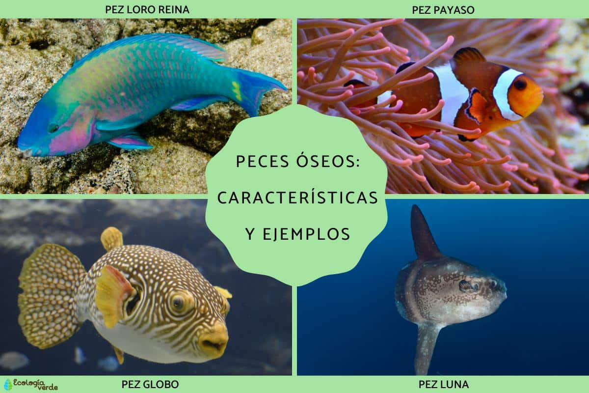 Poissons osseux : caractéristiques et exemples