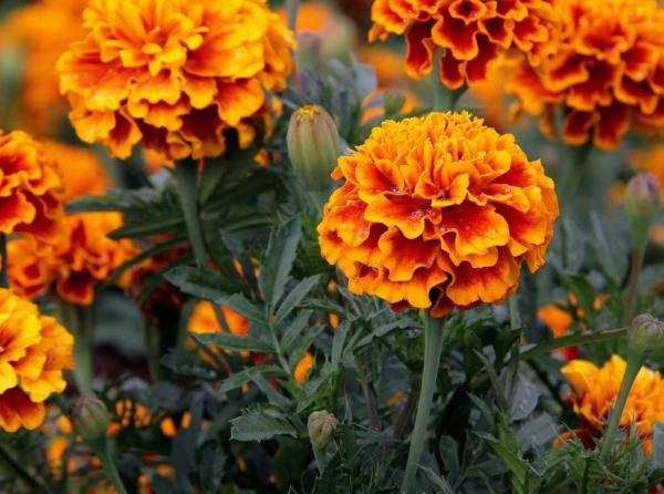 Plantas anuales: qué son y ejemplos - Cempasúchil (Tagetes erecta)