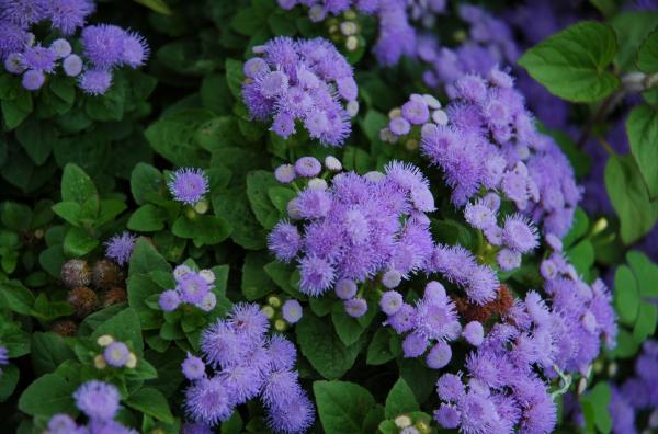 Plantas anuales: qué son y ejemplos - Damasquino (Ageratum)