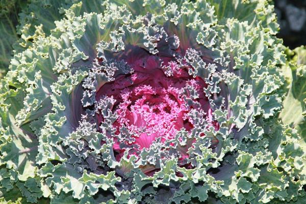 Plantas anuales: qué son y ejemplos - Col (Brassica oleracea)