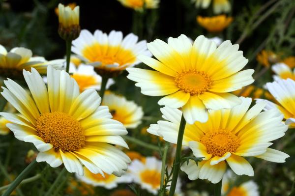 Plantas anuales: qué son y ejemplos - Crisantemo anual (Chrysanthemum coronarium)