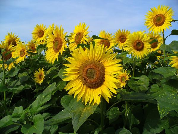 Plantas anuales: qué son y ejemplos - Girasol (Helianthus annuus)
