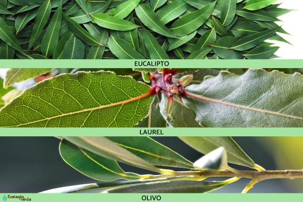 Evolución paralela: qué es y ejemplos - Ejemplos de evolución paralela