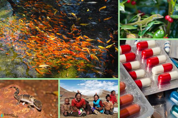Evolución rápida: qué es y ejemplos - Ejemplos de evolución rápida