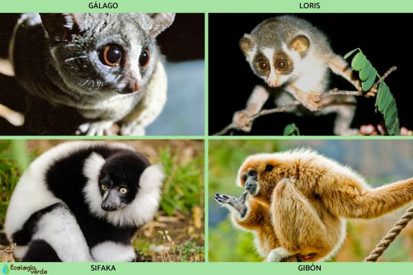 Primates: qué son y tipos - Tipos de primates