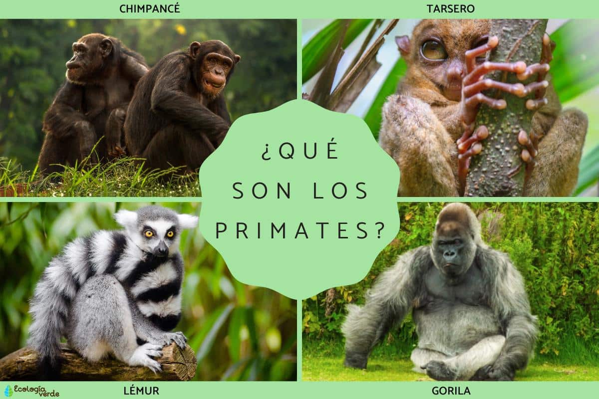 Primates : définition et principaux types