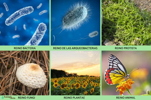 Seres vivos: qué son, características y clasificación - Clasificación des êtres vivants