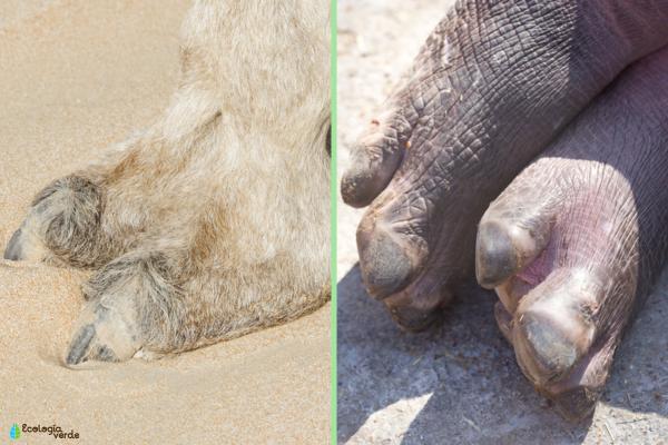 Artiodáctilos: qué son, características y ejemplos - Características de los artiodáctilos