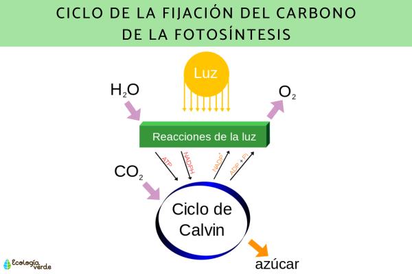 Ciclo de Calvin: qué es, fases, función e importancia - Qué es el ciclo de Calvin y dónde ocurre