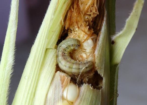 Diapausa: qué es, tipos y ejemplos - Qué es la diapausa en los insectos