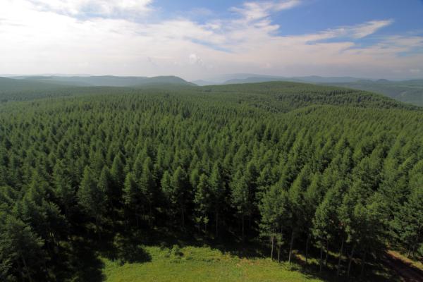 Bosques artificiales: qué son, características, flora y fauna - Qué son los bosques artificiales