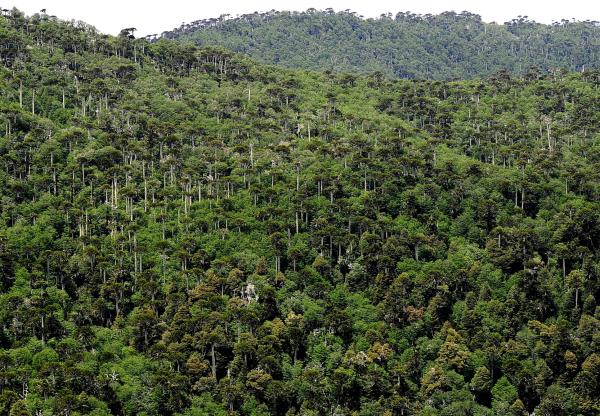 Bosques primarios: qué son, características, flora y fauna - Qué son los bosques primarios