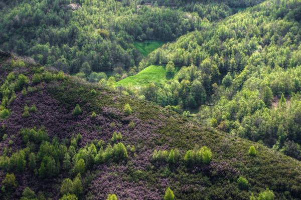 Bosques secundarios: qué son, características, flora y fauna - Qué son los bosques secundarios