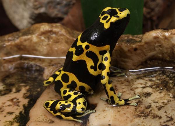 Ranas venenosas: tipos y cómo atacan - Dendrobátido amarillo y negro (Dendrobates leucomelas)