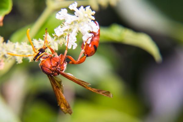 Himenópteros: qué son, características y ejemplos - Características de los himenópteros