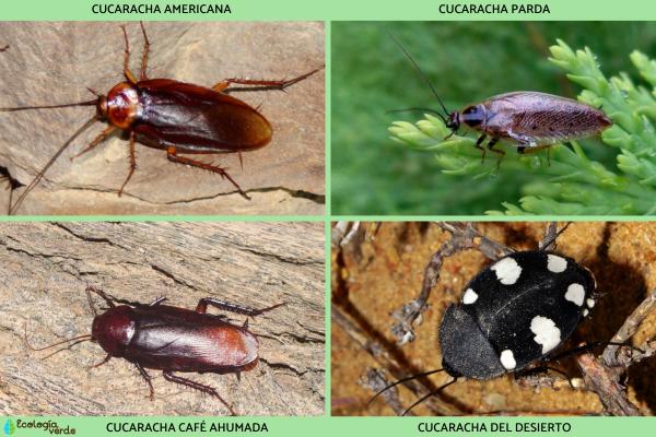 Insectos voladores: tipos y nombres - Insectos voladores blatodeos
