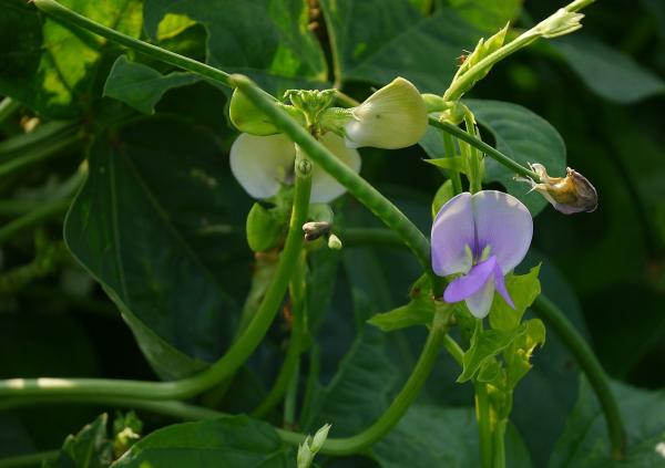 Plantas anuales: qué son y ejemplos - Caupí (Vigna unguiculata)