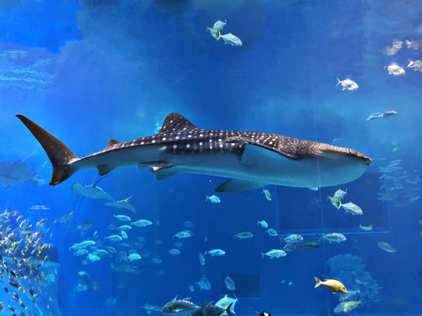 Peces cartilaginosos: caractéristiques et exemples - Classification des poissons cartilagineux ou condrictiens