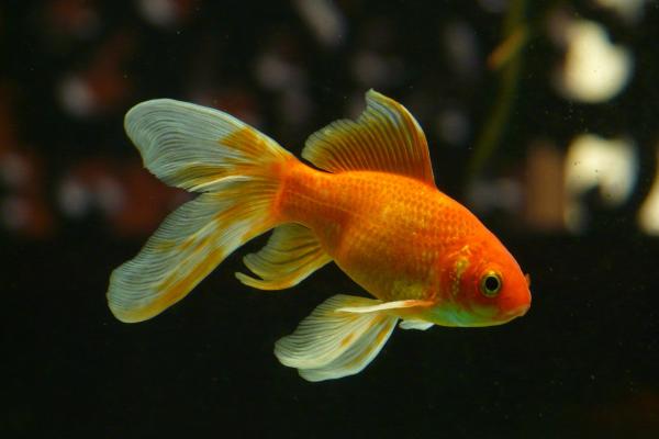 Peces óseos: características y ejemplos - Clasificación de los peces óseos