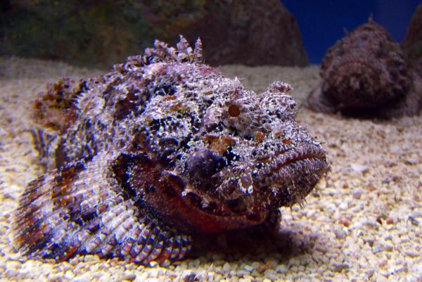 Peces venenosos: tipos e imágenes - Pez piedra (Synanceia sp.)