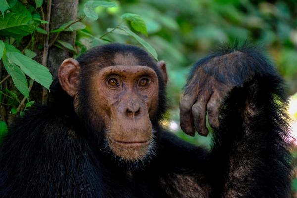 Primates: qué son y tipos - Origen y evolución de los primates