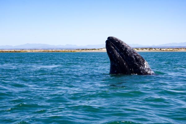 Islas y áreas protegidas del golfo de California - Reserva de la biosfera El Vizcaíno