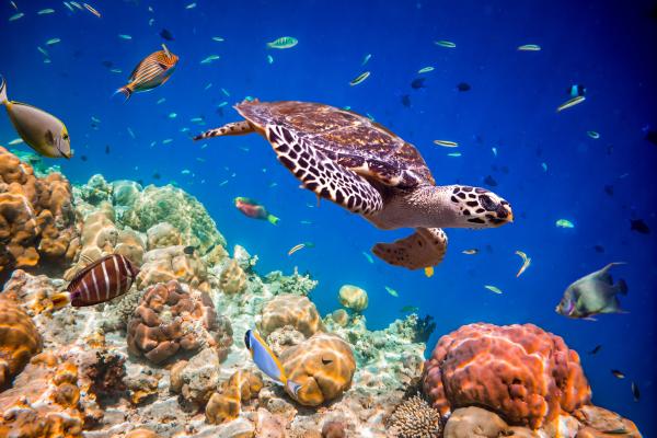 Islas y áreas protegidas del golfo de California - Reserva de la Biosfera Islas Marías