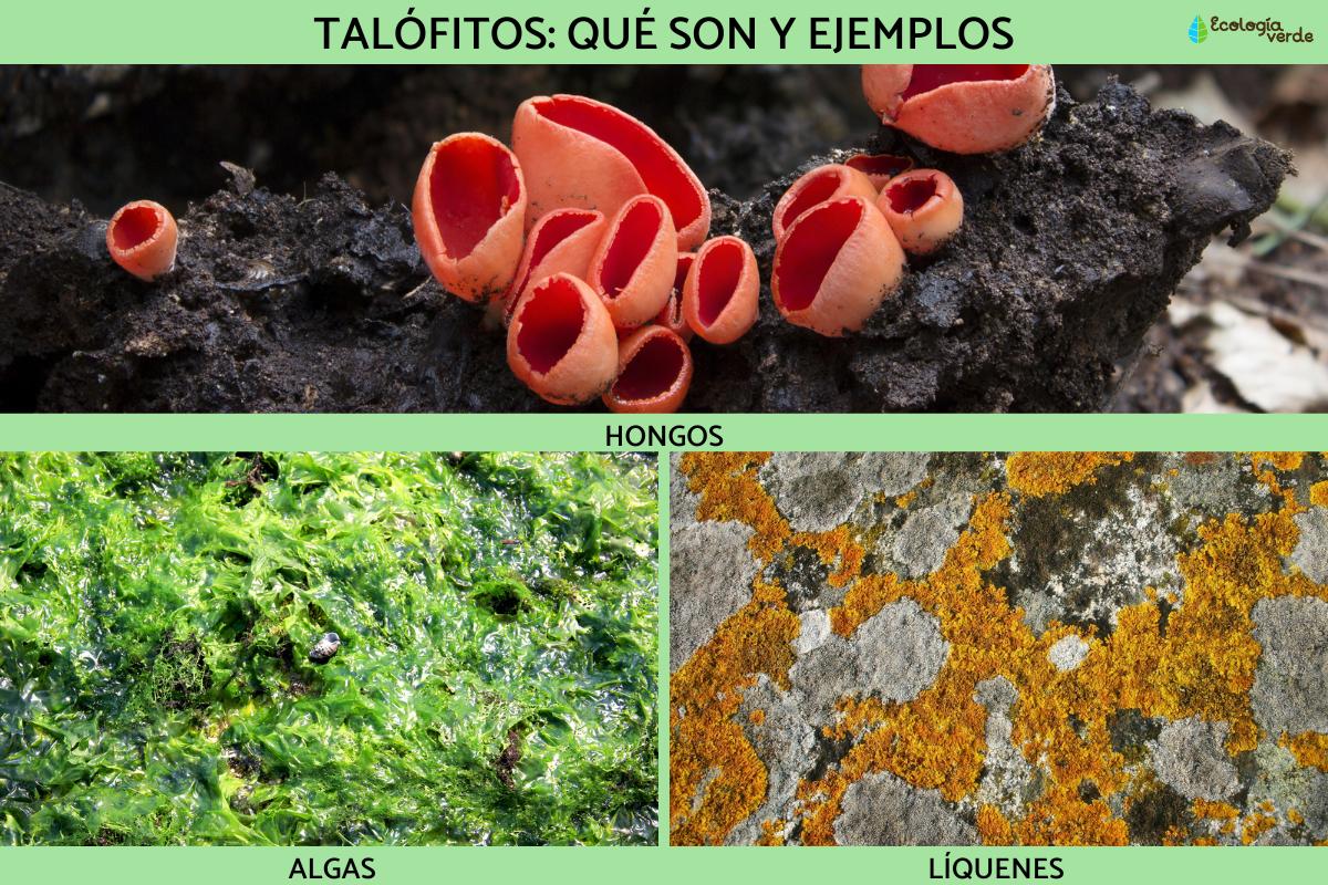 Thallophytes : définition et exemples