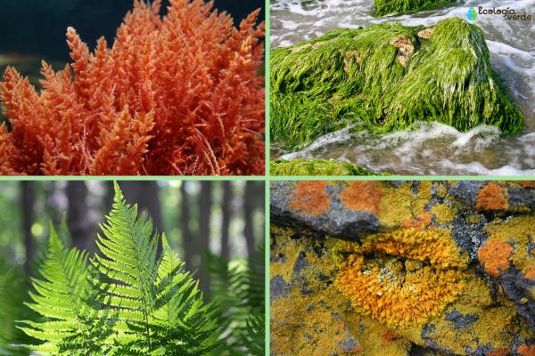 Plantas criptógamas: qué son, características y ejemplos - Ejemplos de plantas criptógamas
