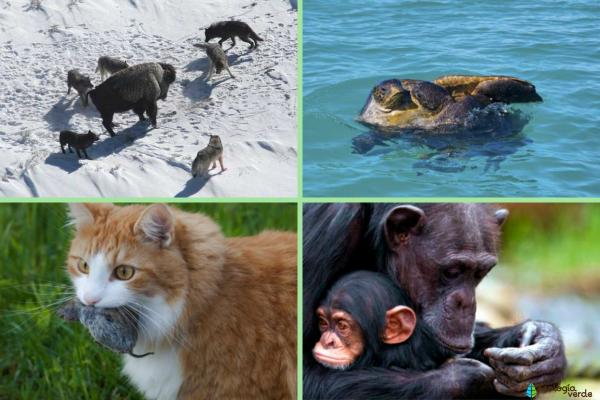 Qué es el instinto de los animales y ejemplos - Ejemplos de instinto animal