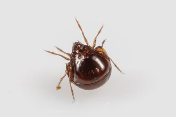 Mesofauna: définition et exemples - Acariens du sol