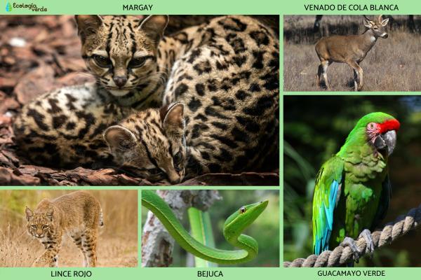 Flora y fauna de Guanajuato - Fauna de Guanajuato
