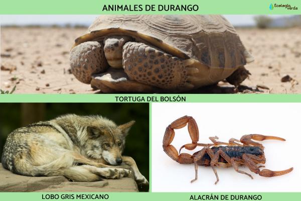 Flora y fauna de Durango - Fauna de Durango