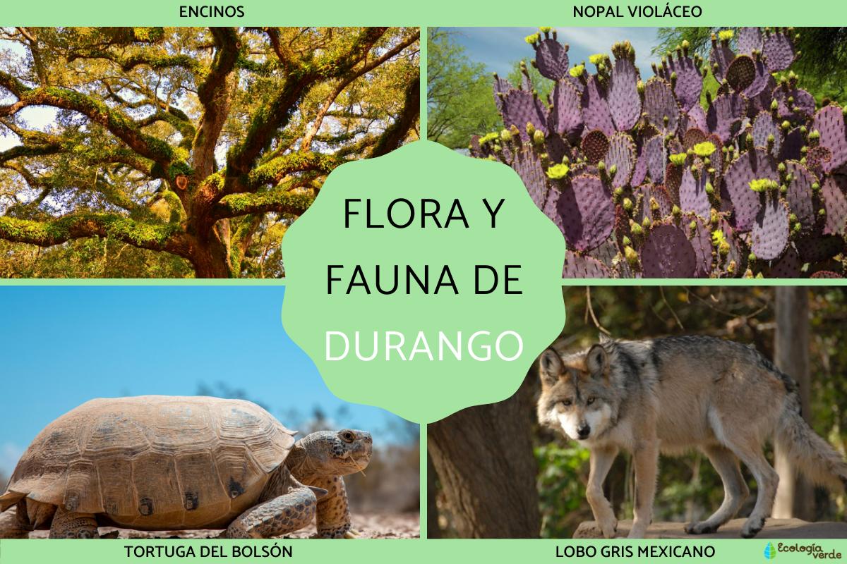 Flore et faune de Durango