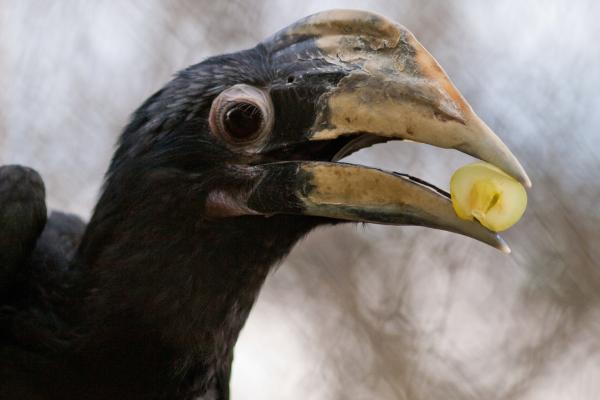 Aves herbívoras: ejemplos, características y tipos - Tipos de aves herbívoras