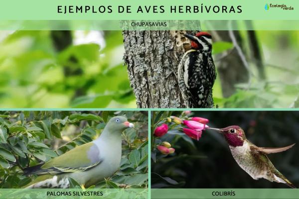 Aves herbívoras: ejemplos, características y tipos - Ejemplos de aves herbívoras