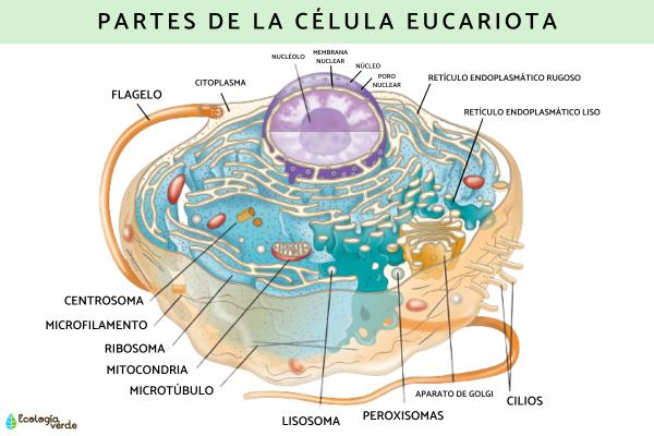 Célula eucariota: qué es, características, partes y funciones - Partes de la célula eucariota