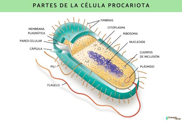 Célule procaryote: caractéristiques, parties et fonctions - Partes de la cellule procariote