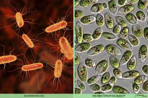 Célule procaryote: caractéristiques, parties et fonctions - Exemples de cellules procaryotes