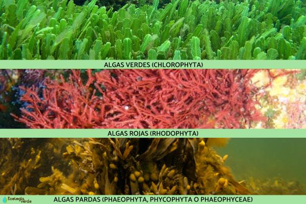 Macroalgas: qué son, tipos y ejemplos - Tipos de macroalgas