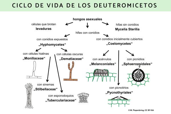 Qué son los deuteromicetos: características y ejemplos - Ciclo de vida de los deuteromicetos